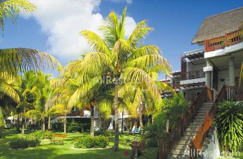 Royal Palm 19